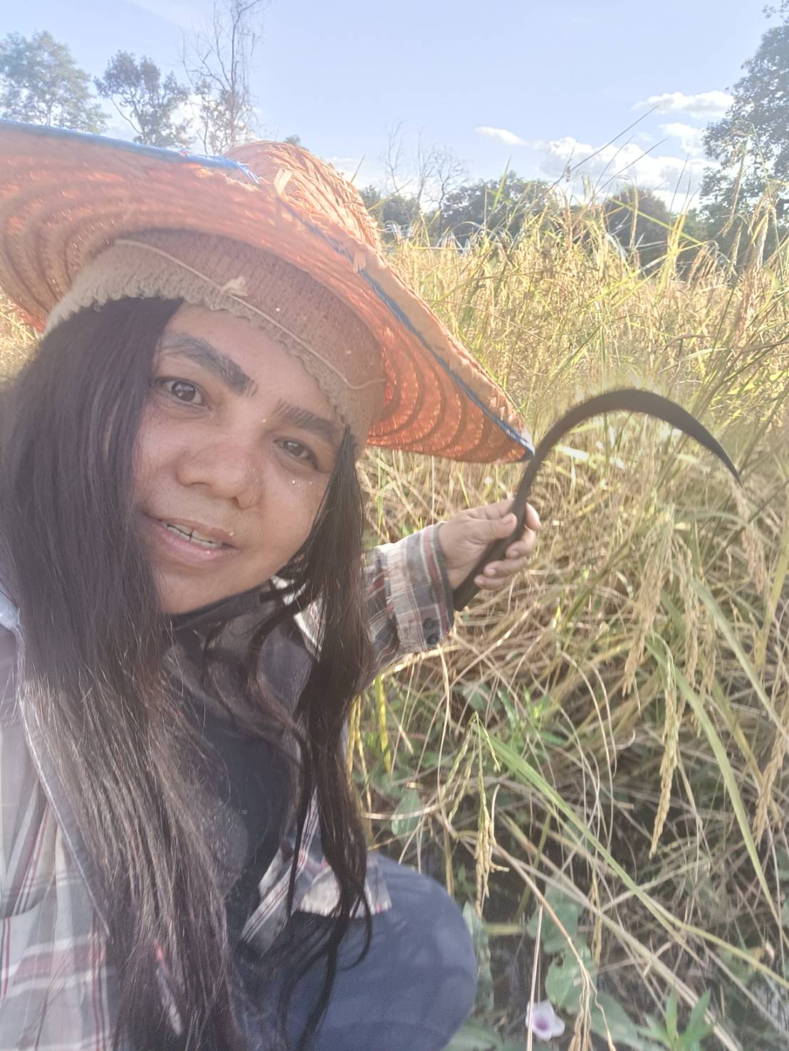ผลผลิตข้าวจากแปลงนา